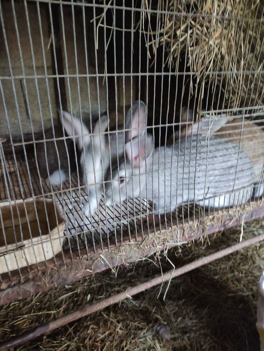 Vendo coelhos vivos