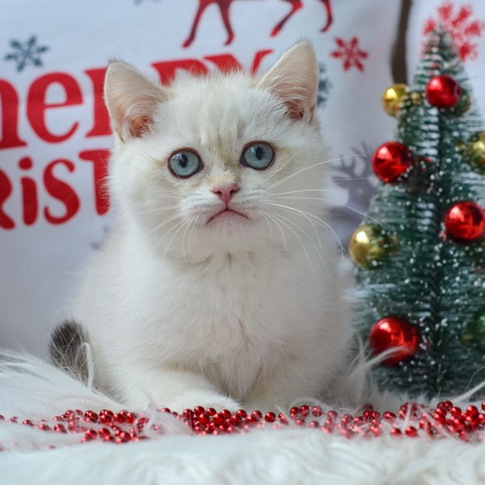 Британський блакитноокий малюк