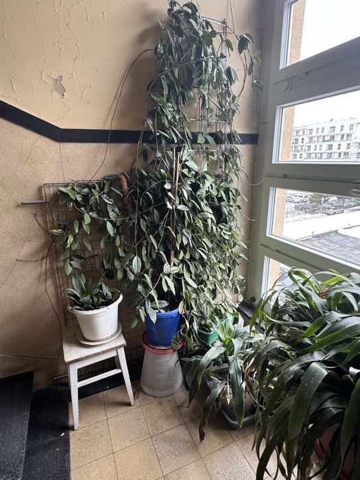 Rośliny doniczkowe domowe ròźnego rodzaju
