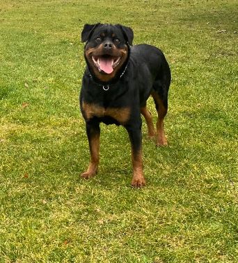 Rottweiler Suczka FCI