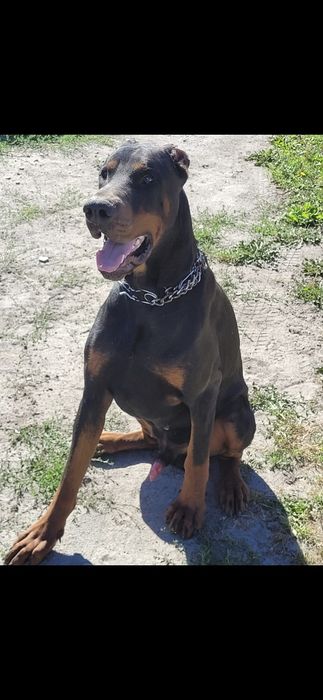 Doberman Kawaler