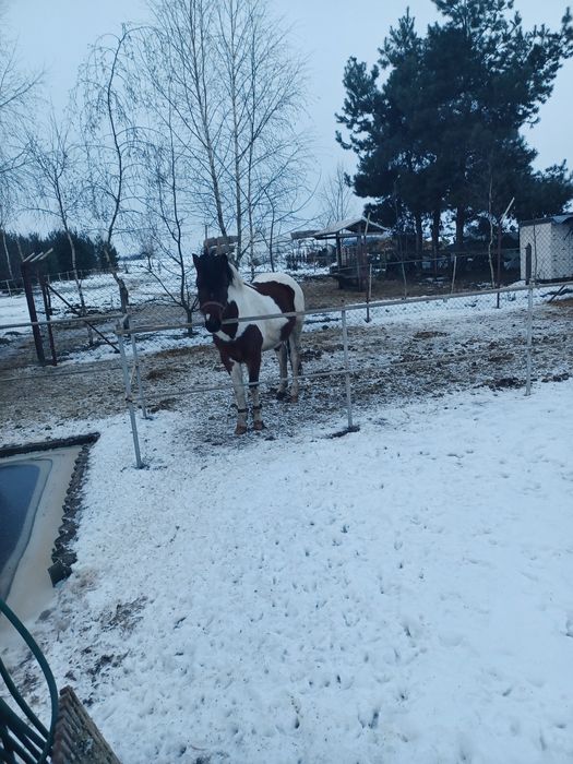 Sprzedam konia ogiera