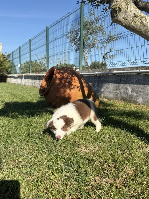 Border collie Macho chocolate PREÇO SÓ HOJE
