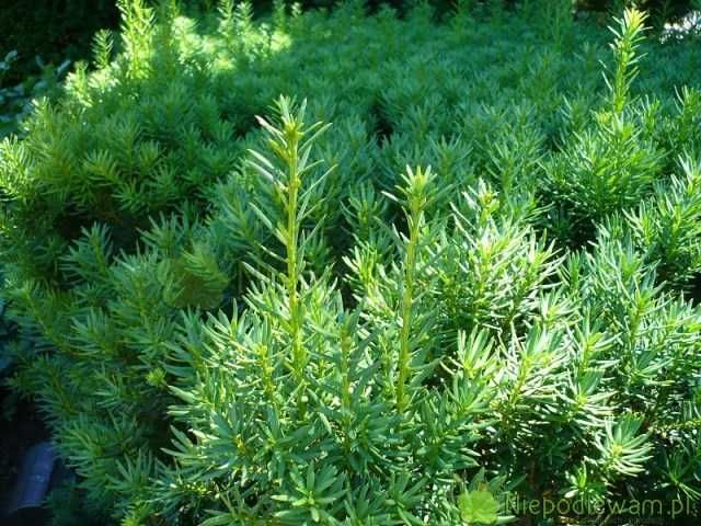 Cis pośredni 'Hicksii' na żywopłot