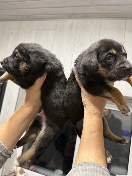 Віддаю цуценят дуже гарні