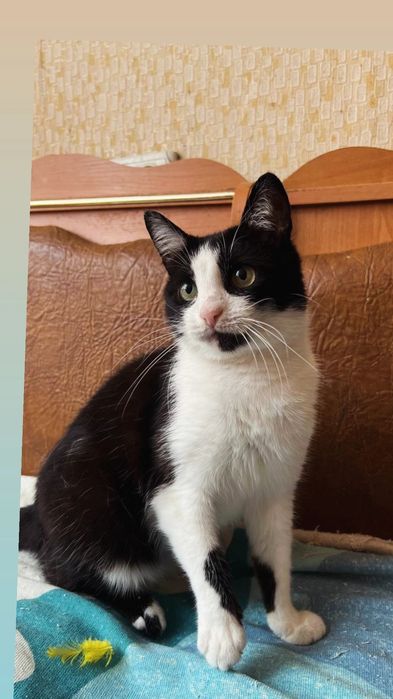 Отдам черно-белую кошку,  стерилизована, 4 года
