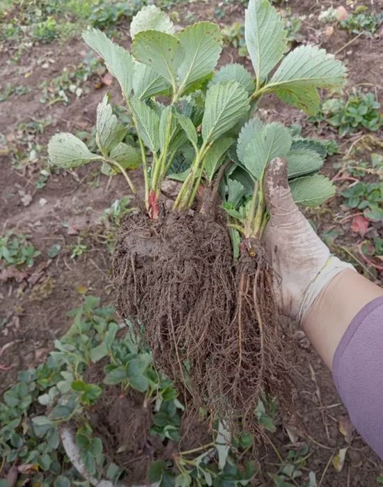 Сортова полуниця, саджанці