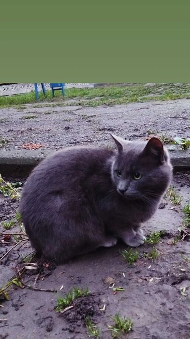 Отдам серого кота, метис русской голубой, 1 год