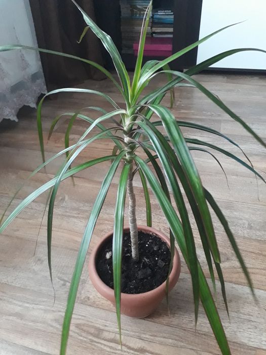 Драцена, ціна за рослину на фото