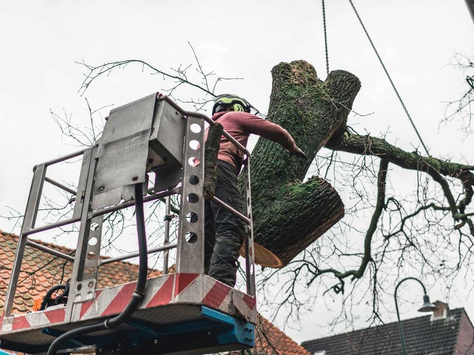 Wycinka drzew,pielęgnacje, podcinka Białystok Podlaskie