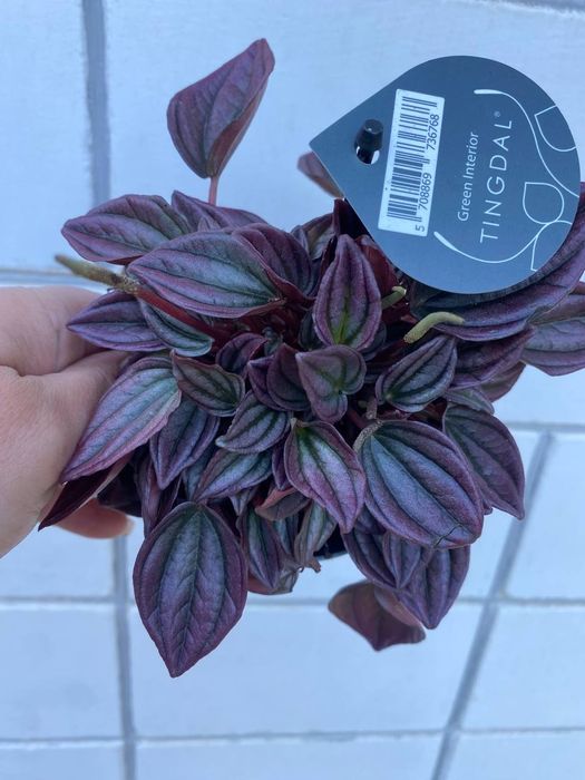 Peperomia caperata (Пеперомия сморщенная))