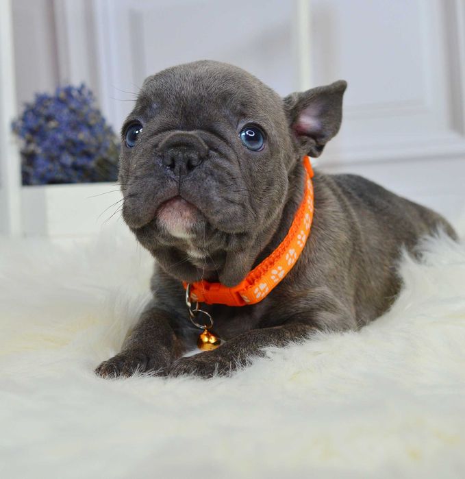 Казкові малюки у пошуках люблячих родин!