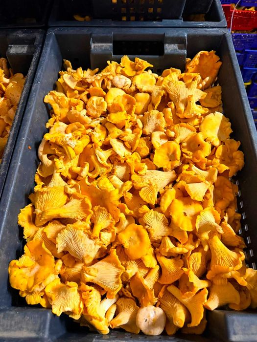 Świeże kurki leśne – naturalne grzyby | paczkomat / 5kg