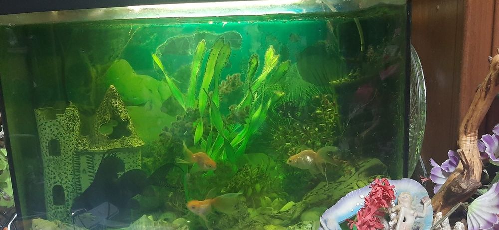 Акваріум для РИБ