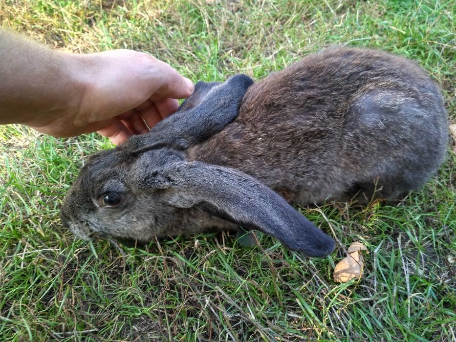 Кролики вакциновані на природному вигодовуванні.