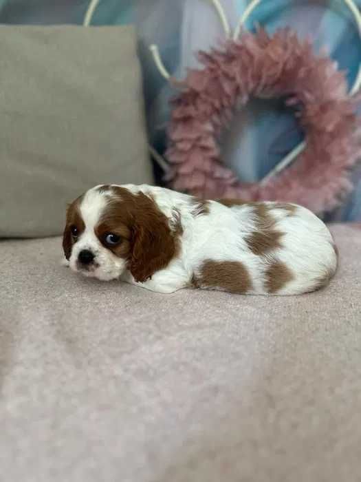 Cavalier King Charles