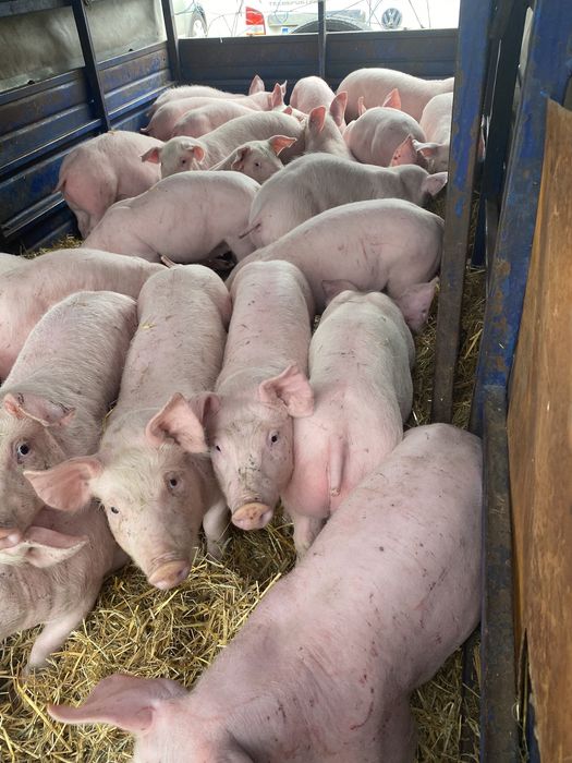 Поросята на откорм