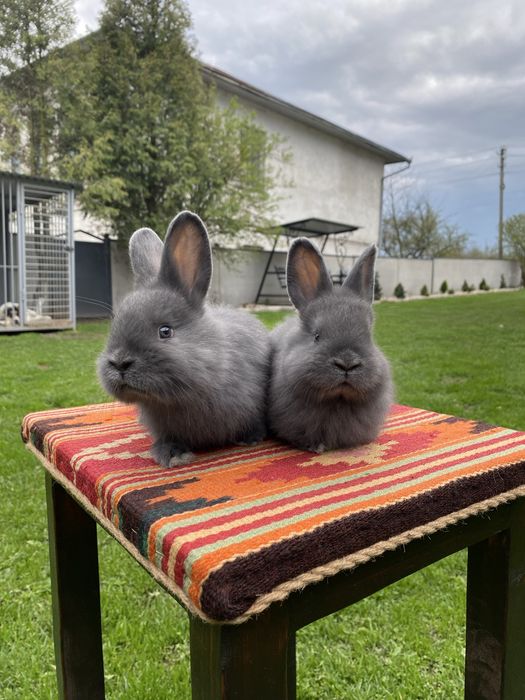 Віденські блакитні самчики