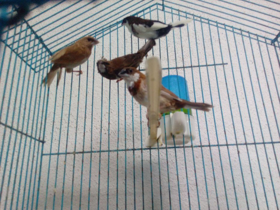 Casais Bengalins Sexados