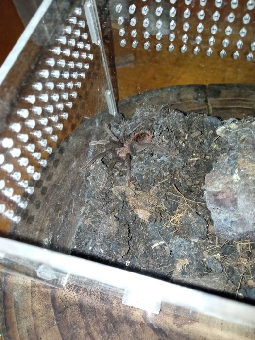 Terrario + xinesthis immanis