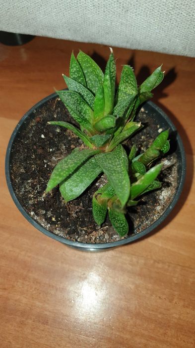 Gasteria, sukulent