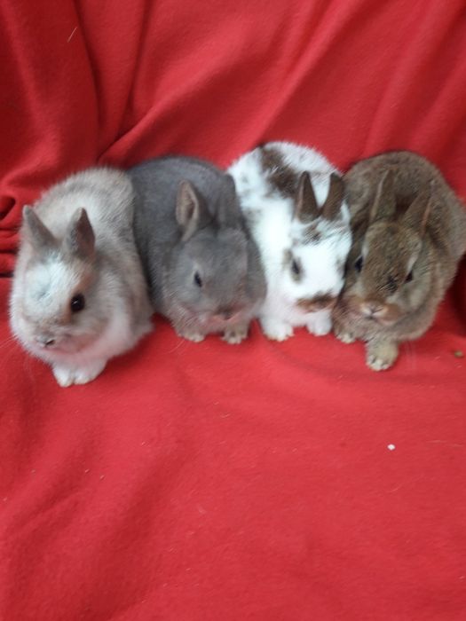 Króliki miniaturki. Karzełki Mini.