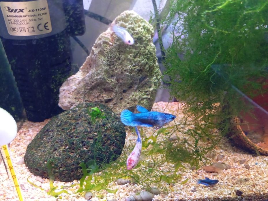 Peixes Betta várias cores