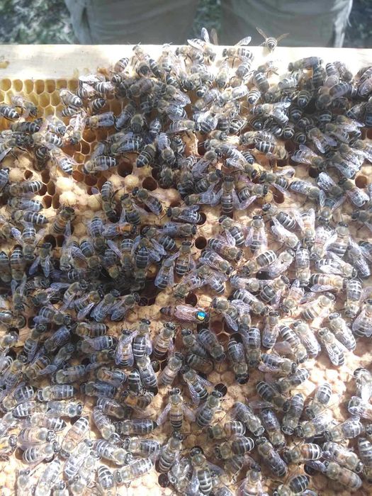 Бджолопакети (пчелопакеты, пчелы)