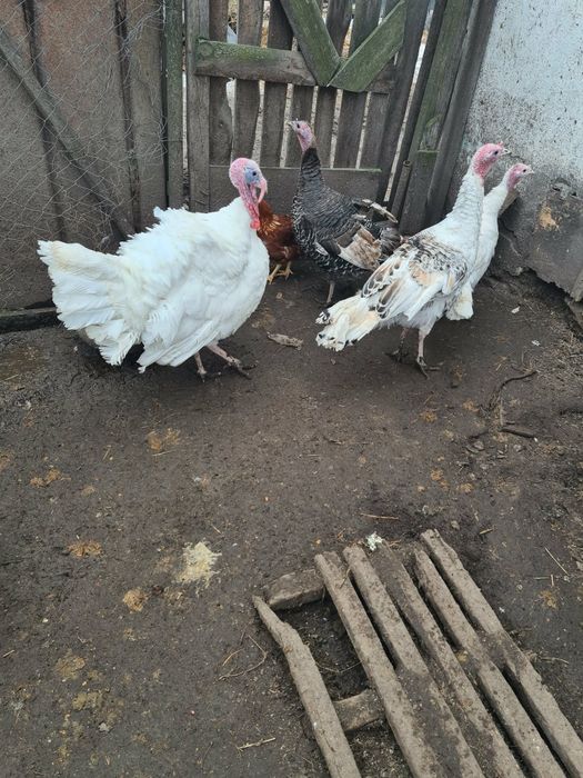 Продам індиків молоденькі