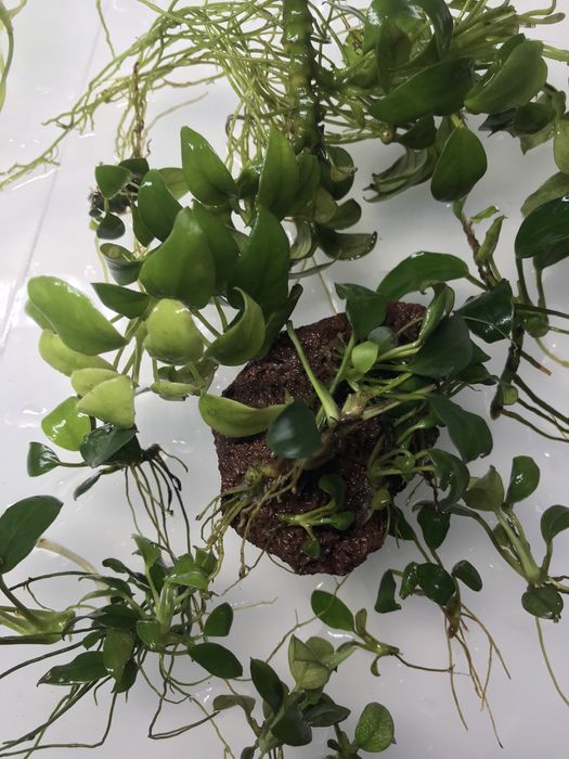 Anubias naprawdę dużo