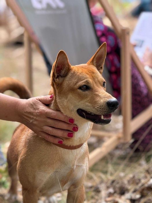Teoś młody pies w typie shiba inu traci dom z powodu choroby opiekunki, prosimy odbuduj jego świat