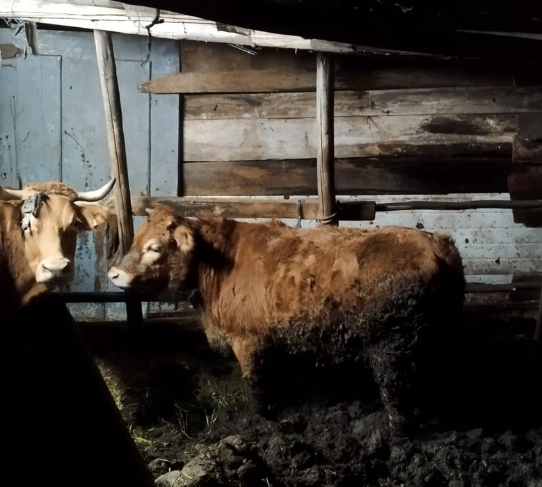 Vitela raça minhota pura