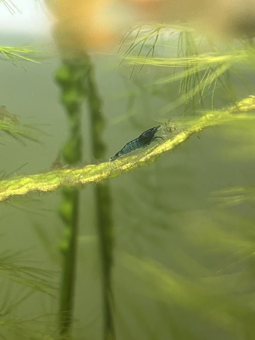 Розпродаж криветок всі по 5 грн., гуппі, та равлики