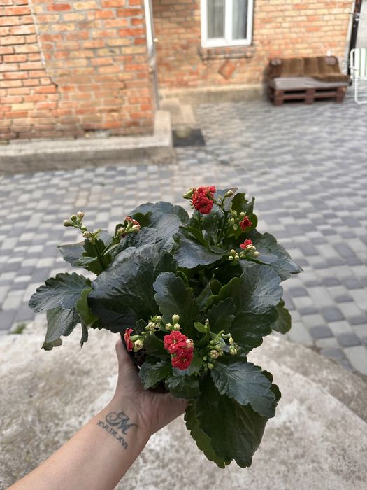 Кімнатні квіти вибір великий