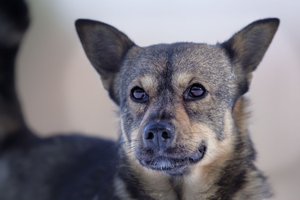 Suczka o imieniu Łajka
