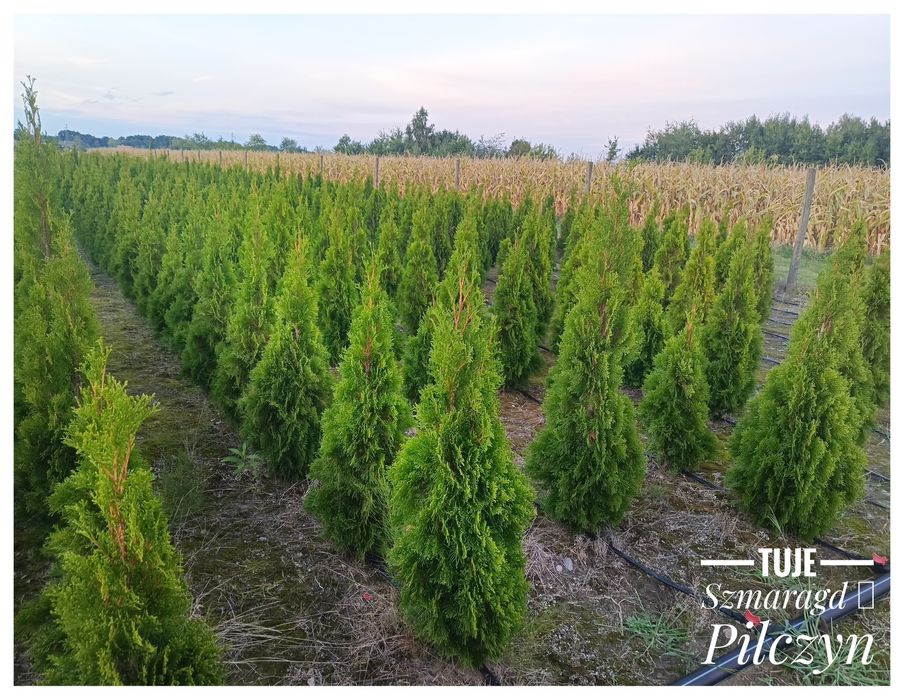 Tuje szmaragd/ Stary Pilczyn
