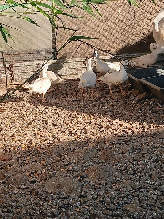 Patos mandarim branco ho