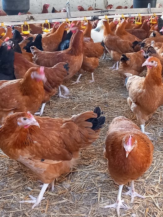 Kury Nioski Leghorn 24 tygodnie! Wysyłka!