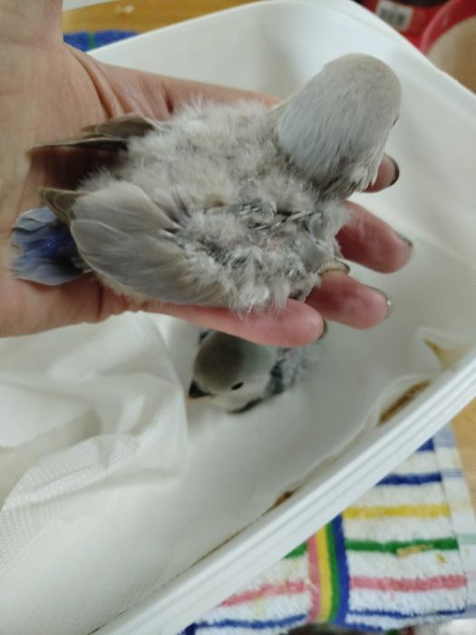 Roseicollis para acabar criar á mão