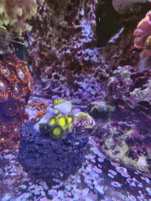 Zoa RASTA 5-7 polipów