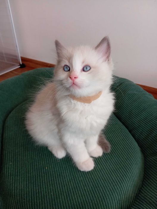 Kocurek ragdoll blue bicolor FPL