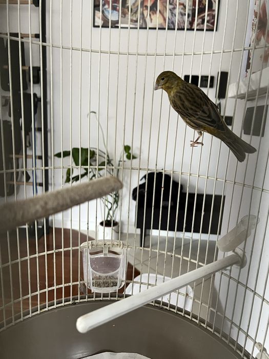 Kanarek bastard z klatka