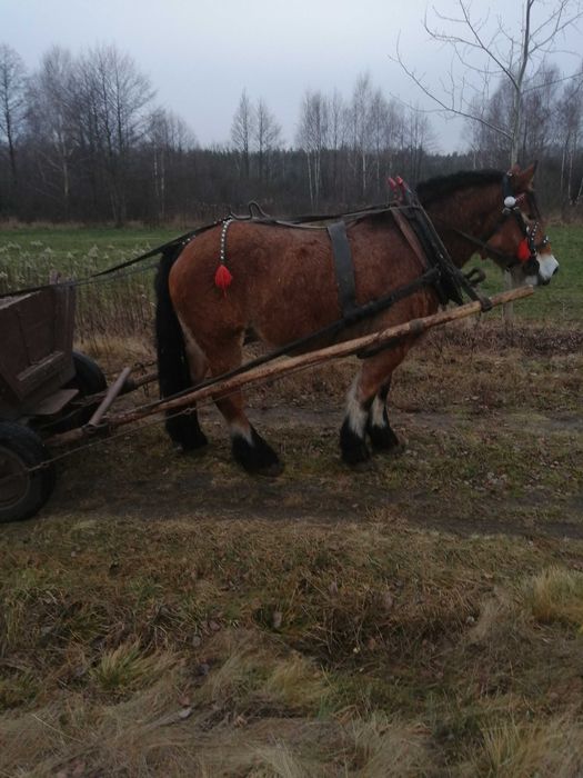 Sprzedam klacz gniadą 8 lat