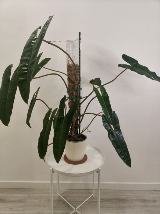 Philodendron billietiae XXL - 100cm | planta rara e estável
