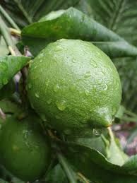 Лайм "Таити". Комнатный