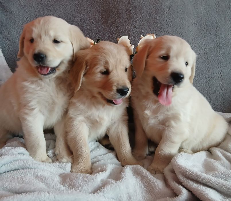 Golden Retriever z rodowodem