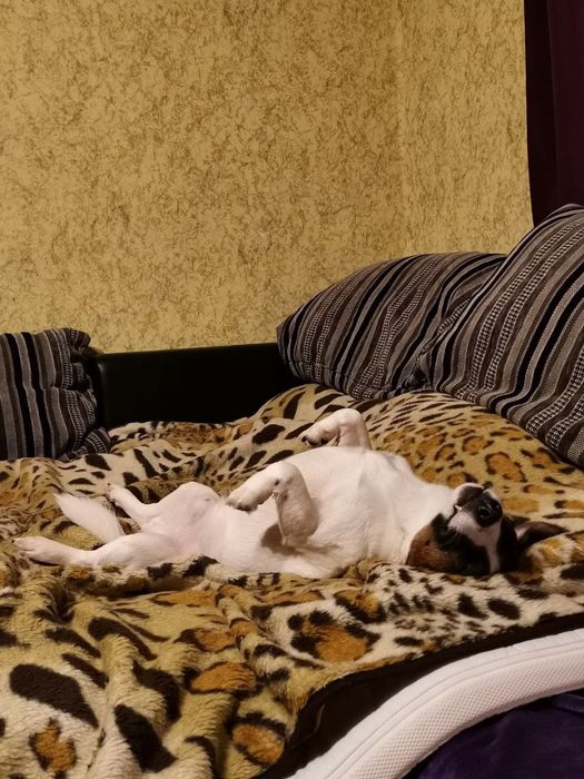 Кобель Джек Рассел-терьер ищет девочку.