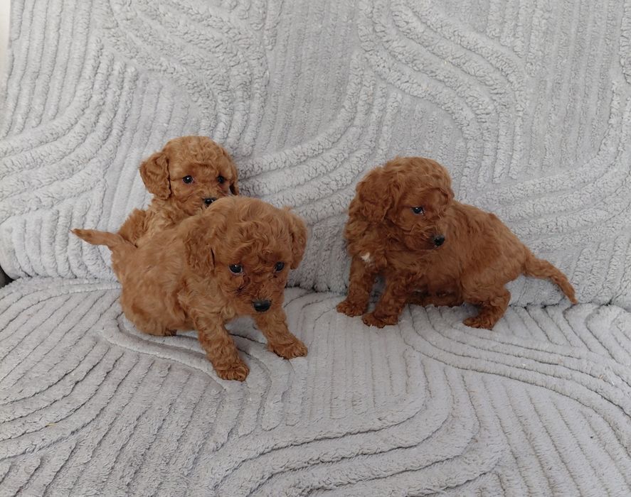 Słodki piesek Cavapoo