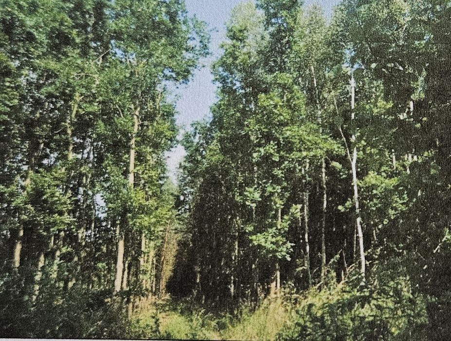 Sprzedam działki rolne leśne