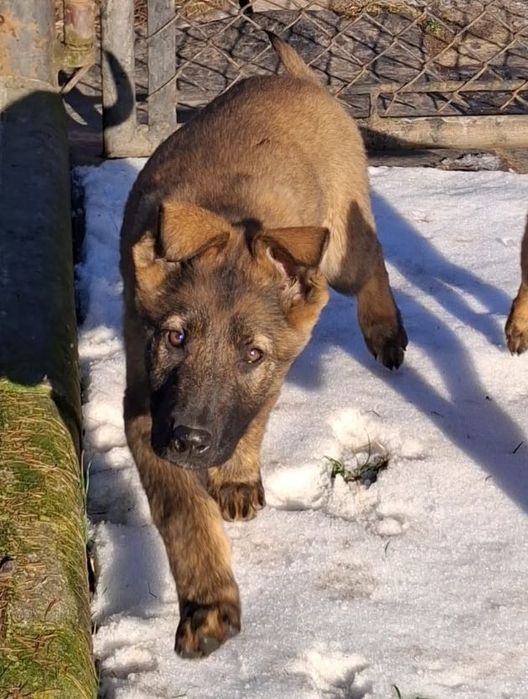 Owczarek niemiecki krótkowłosy wilczasty linia użytkowa, rodzice FCI